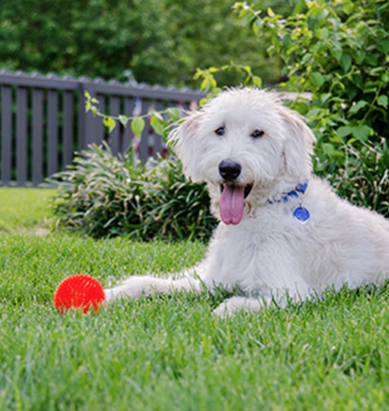 Photo of a fence for pets